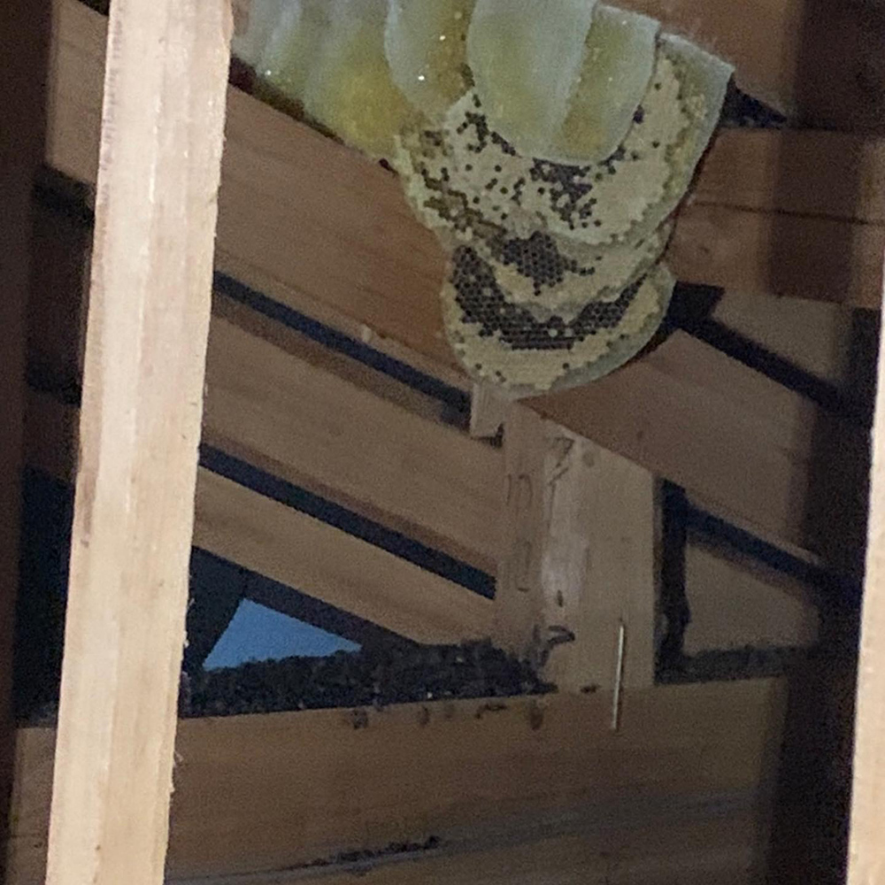 福岡県福岡市で屋根裏ミツバチ駆除。