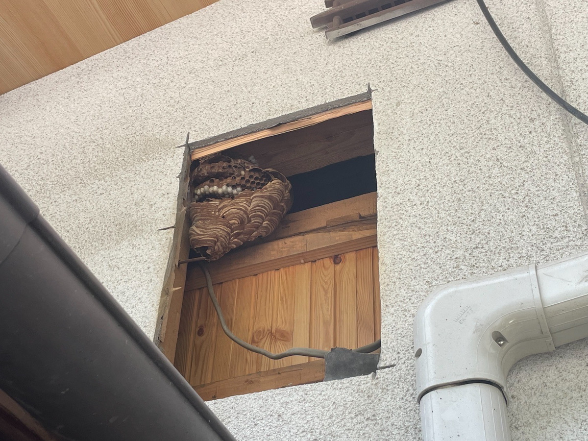 家の外壁の隙間にできた蜂の巣を駆除