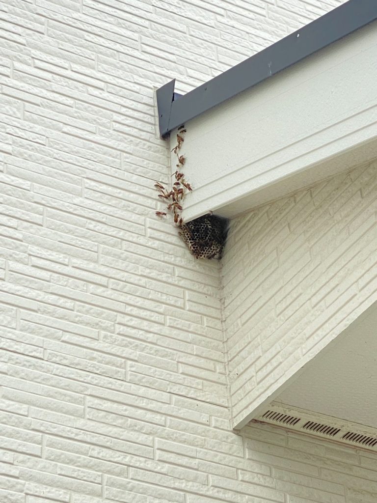 春日市にて戸建て住宅のアシナガバチの巣を駆除