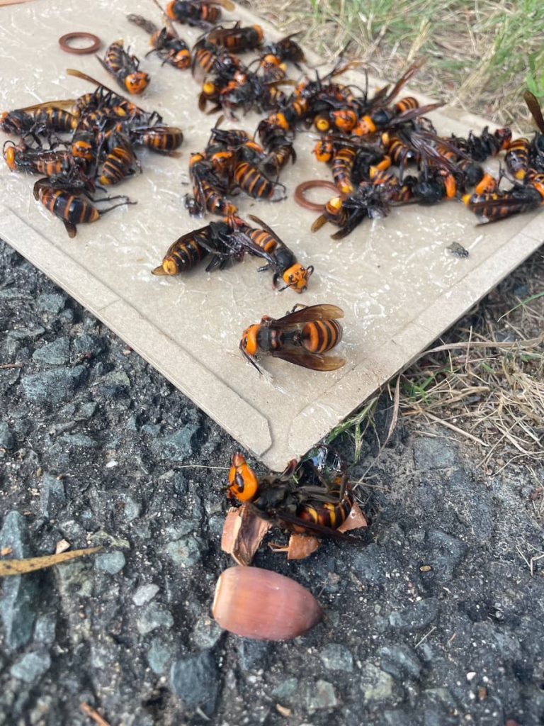 【当日駆除可能】福岡県内のゴルフ場にてオオスズメバチを駆除しました