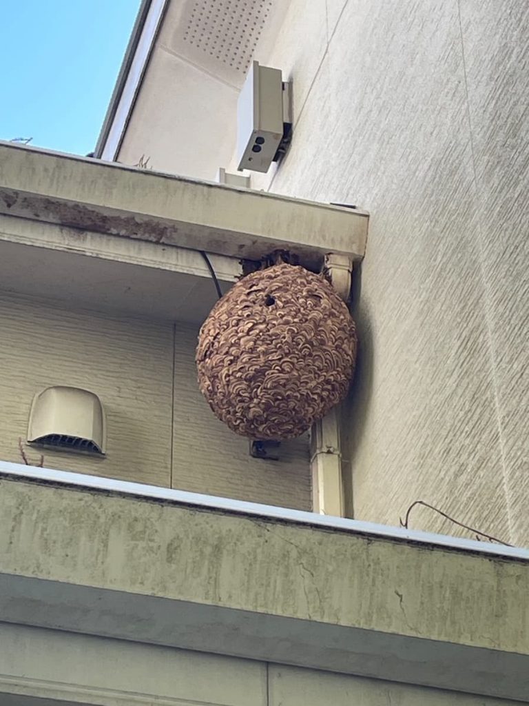 【冬の蜂駆除】古賀市にて大きなスズメバチの巣を駆除【地域密着】
