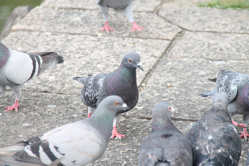 鳥類（ハト・カラスなど）