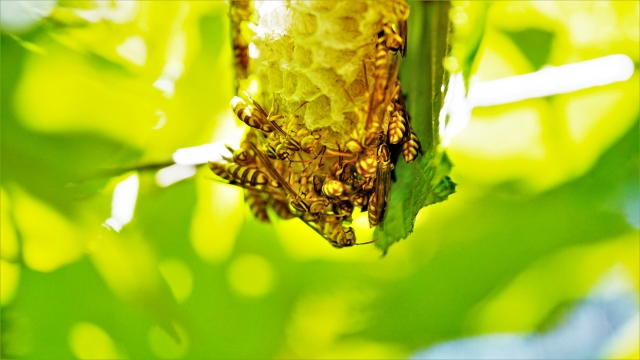 蜂に刺された時の対処法と予防法